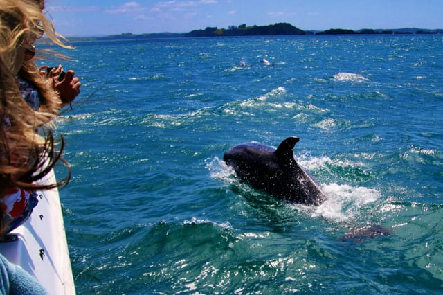 2-Hour Dolphin Watching Sail from Sotogrande, listing photo
