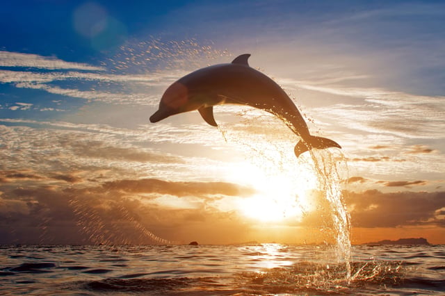 Sataya Reef Dolphin House Marsa Alam Snorkelling Tour, listing photo