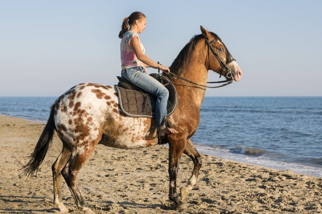 Horseback Riding Tour Marsa Alam, listing photo