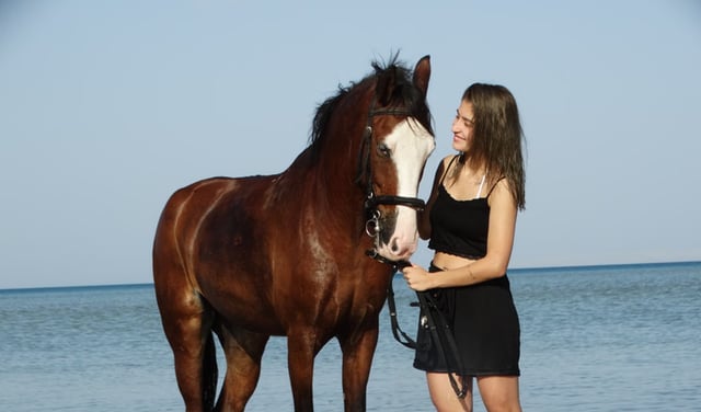 Premium 3 Hours Horse Riding Adventure with Swimming – Hurghada, listing photo