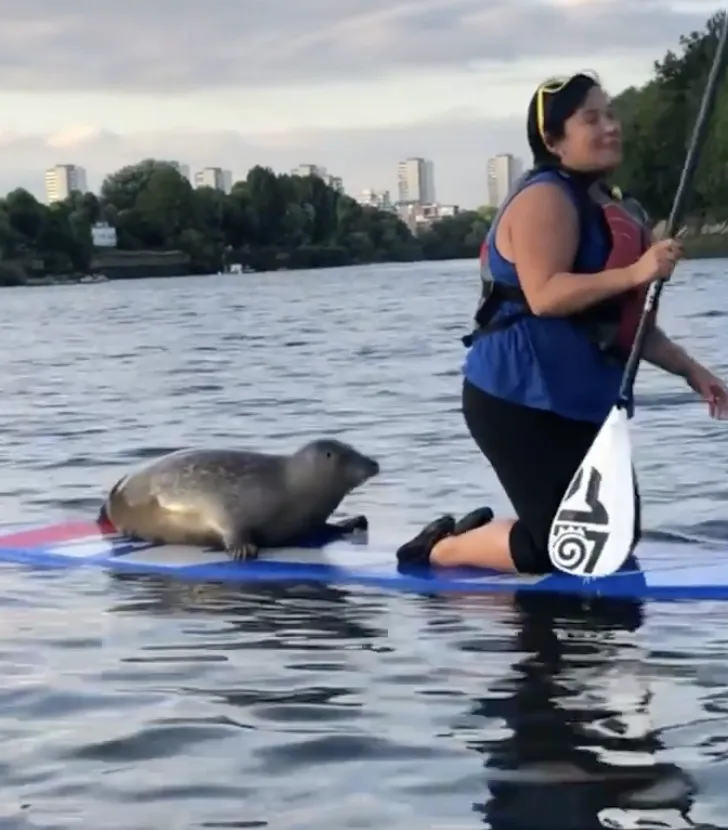 Thames Natural History Paddleboarding (SUP) Tour, listing photo
