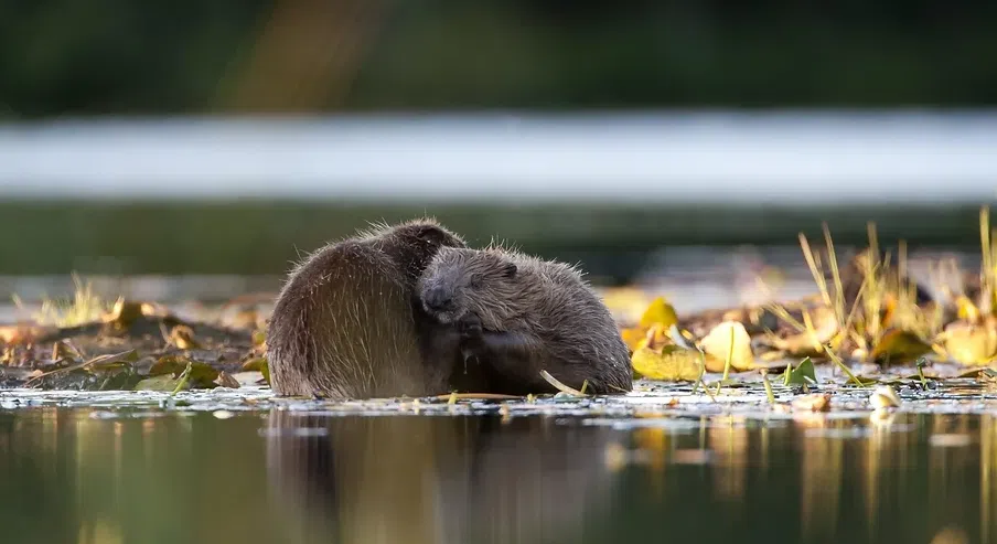 2-Hour Loch Tay Beaver Tour – Canoeing in Stirling, Scotland, listing photo