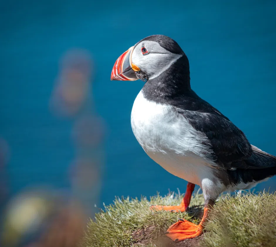 21st-27th July 7-Day Sailing Trip – Puffin & Dolphin Spotting around Mull, Staffa, listing photo