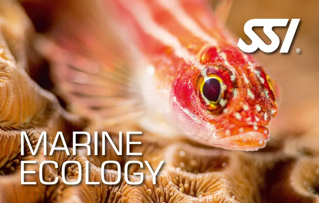 SSI Marine Ecology Diver Course in Borehamwood, listing photo