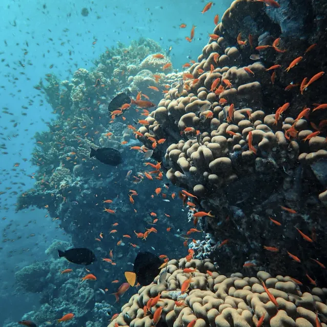 Coral Reef Conservation Course, listing photo