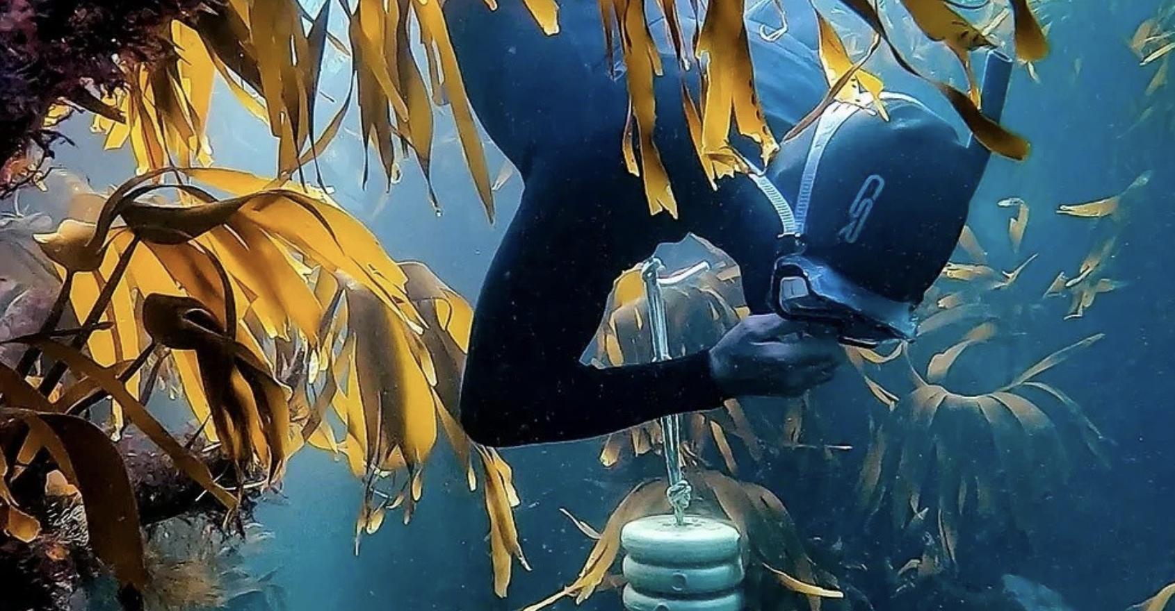 Intro to Freediving – 1 Day Beginner Course, listing photo